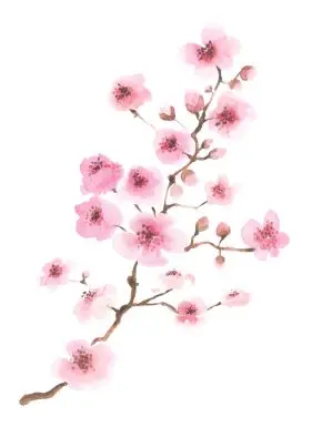 Fleurs de cerisier
